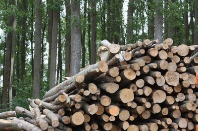 Mote在加州建立全球首座廢木制氫工廠