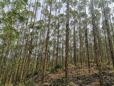 高峰林場(chǎng)上半年完成木材銷售任務(wù)85%